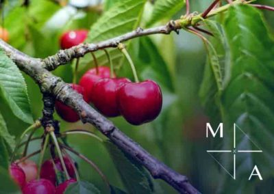 CHERRY ORCHARD EXPORT BUSINESS | SOUTH ISLAND NEW ZEALAND